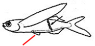 Exocoetus _clave_01
